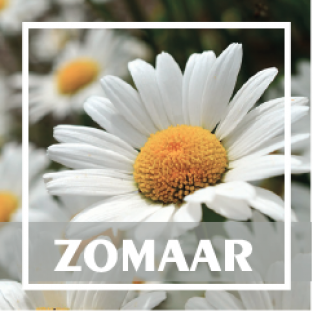 Zomaar